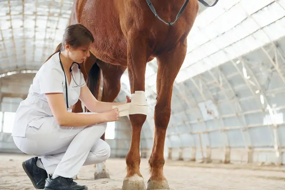 “8 Estratégias para Otimizar o Controle de Estoque Veterinário”