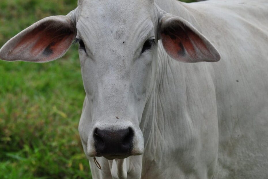 Abate de bovinos pode desacelerar ao longo do ano, mas oferta segue elevada