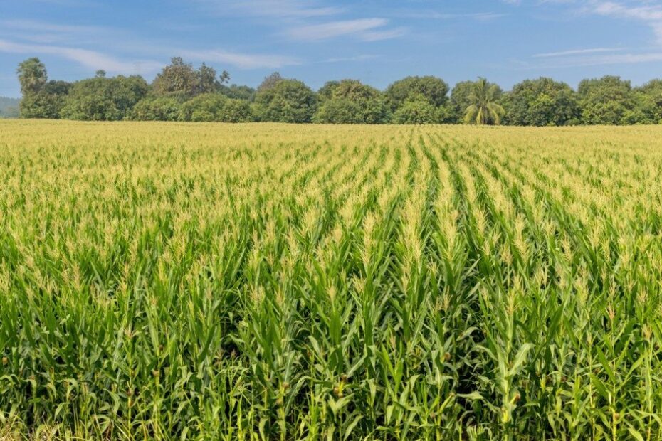 Agroconsult prevê produção de milho 23/24 em 123,4 milhões de toneladas