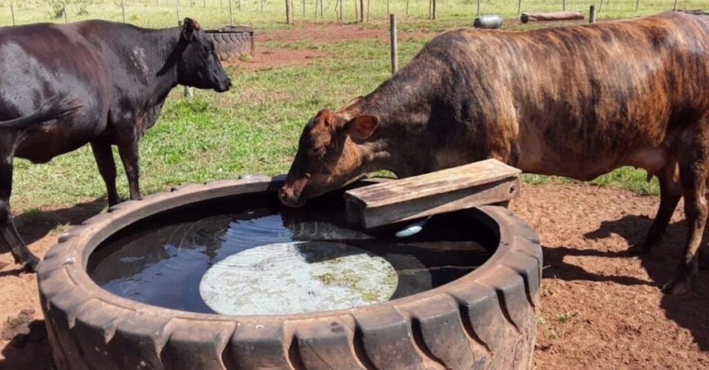 Verdades e mitos sobre a água para o gado. Veterinário tira as dúvidas dos produtores. Confira