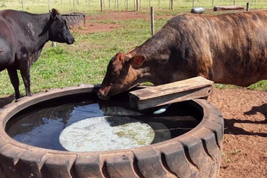 Verdades e mitos sobre a água para o gado. Veterinário tira as dúvidas dos produtores. Confira