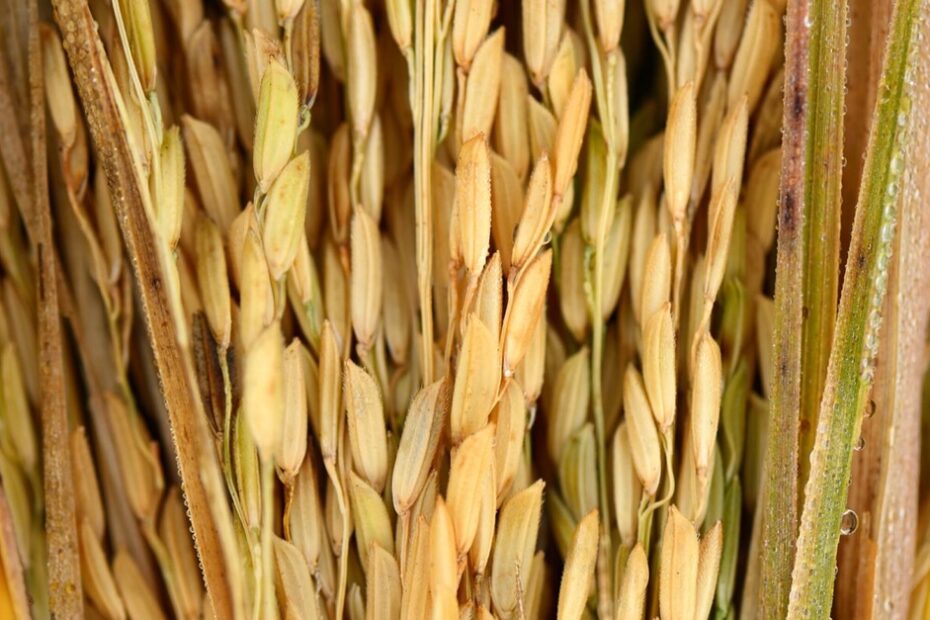 Destaque Rural - Preço do arroz deve cair cerca de 20% nas próximas semanas