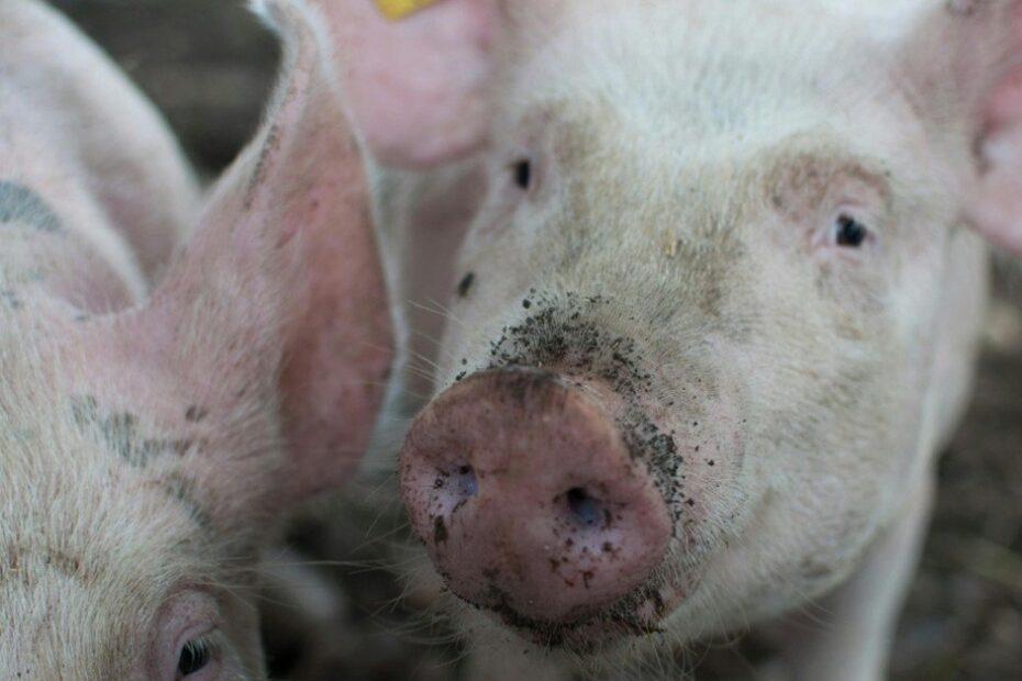 Exportação da carne suína tem aumento em relação a março/23