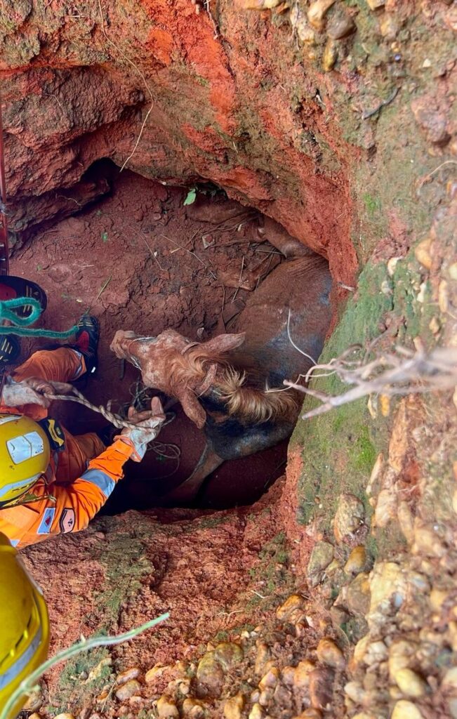 Cavalo é resgatado por bombeiros após cair em fossa com 5 metros de profundidade em área de mata | Grande Minas