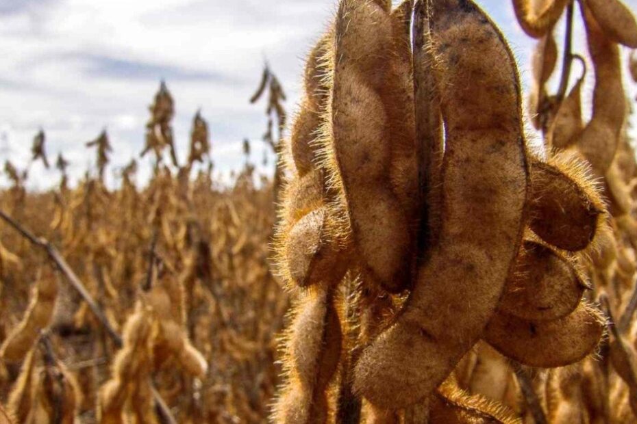 Destaque Rural - Clima atrasa colheita da soja no RS