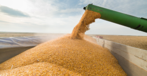 Conab preve safra recorde de graos em 202324 • Portal