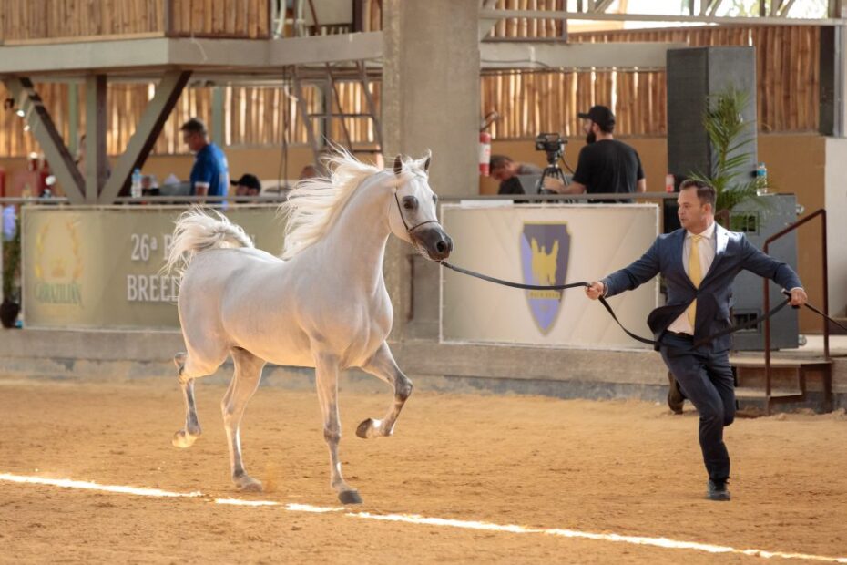 Cavalo Árabe realizará exposição no interior de São Paulo na cidade de Tatuí