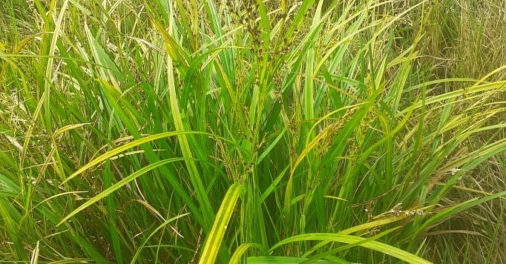 Invasora de pasto tem tirado o sono de uma pecuarista em MT. Saiba que planta é e como controlá-la