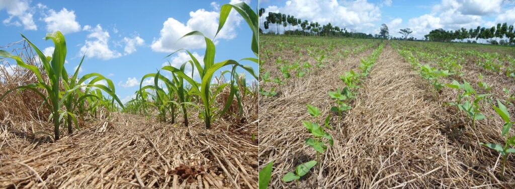 Você está visualizando atualmente Agricultura sustentável: conheça 10 principais práticas sustentáveis na produção de grãos no Brasil