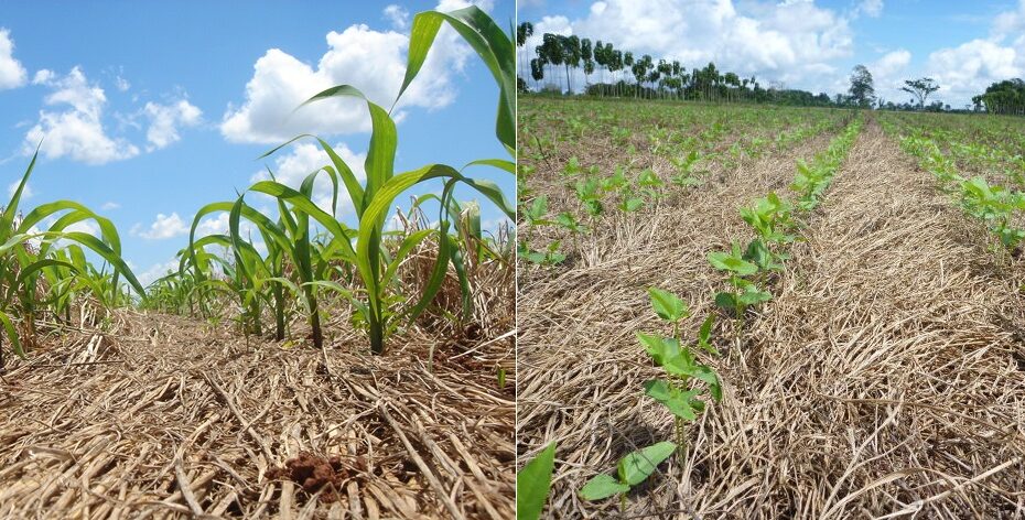 Você está visualizando atualmente Agricultura sustentável: conheça 10 principais práticas sustentáveis na produção de grãos no Brasil