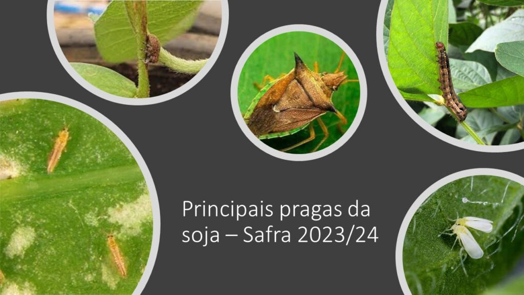 Você está visualizando atualmente Principais pragas da soja na safra 2023/2024 na região Centro-Oeste