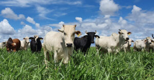 Embrapa valida diretrizes técnicas para produção de Carne Baixo Carbono • Portal DBO
