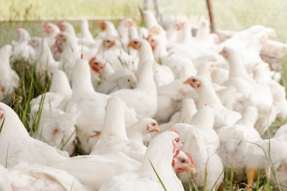 Descubra como Brasil combatou gripe aviaria