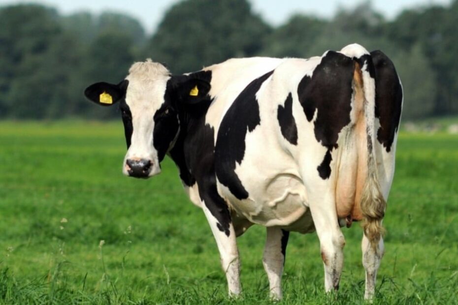 Papilomatose bovina: entenda o impacto da doença na qualidade do leite