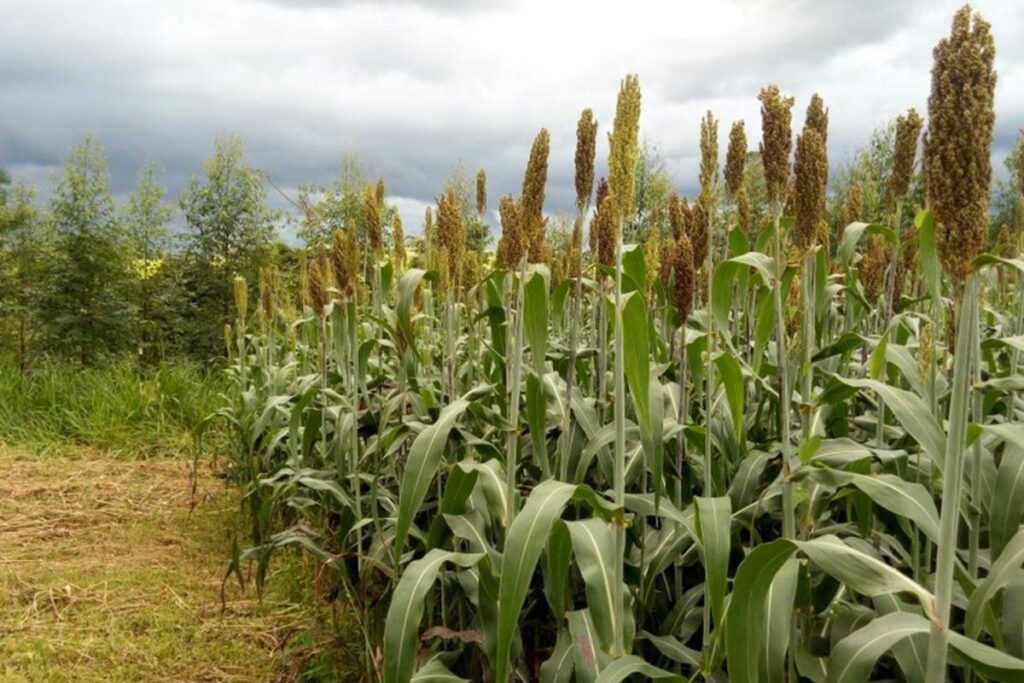 Pesquisadores de RO e MT estudam técnicas para potencializar produção de forragem e silagem | Rondônia Rural