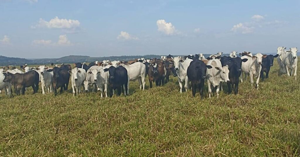 Quatro pontos de atenção na transição para a seca  • Portal DBO