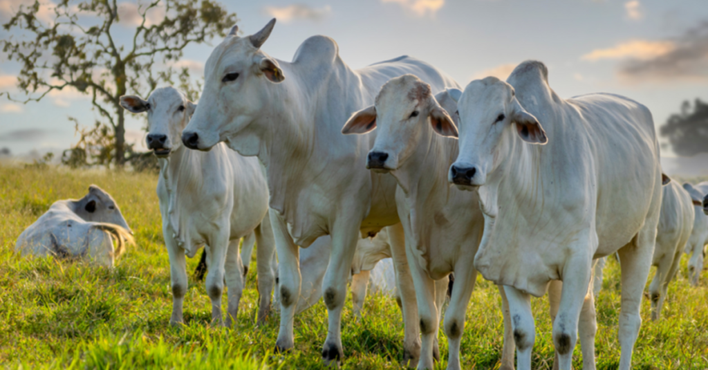 Destaque Rural - Portaria reconhece estados livres de febre aftosa sem vacinação