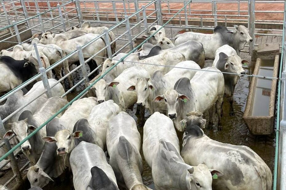 Escalas de abate se mantêm confortáveis, favorecendo a vida dos frigoríficos; confira o quadro nas principais regiões pecuárias • Portal DBO