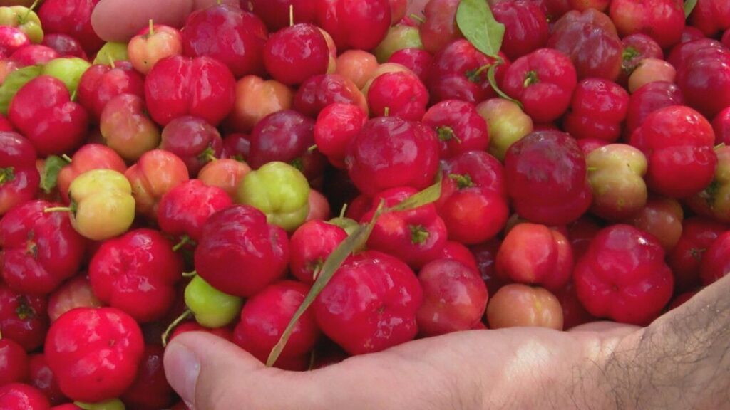 Japurá movimenta economia com colheita de acerola; município concentra mais de 40% da produção do Paraná | Caminhos do Campo