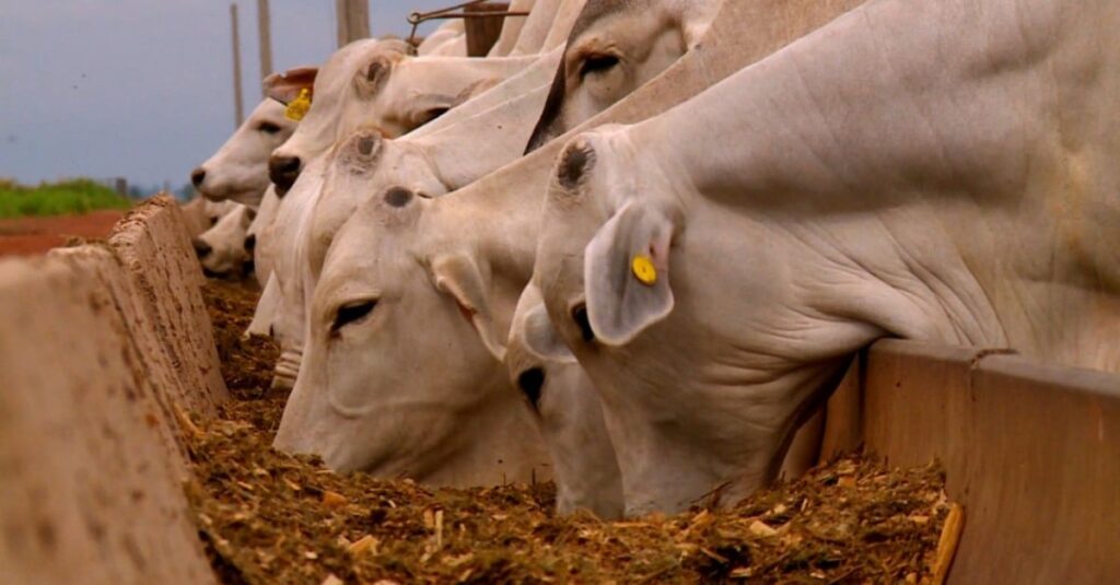Especialista revela como formular a ração do gado para o maior ganho de peso a pasto