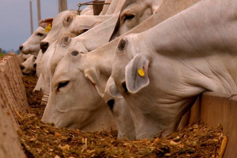 Especialista revela como formular a ração do gado para o maior ganho de peso a pasto