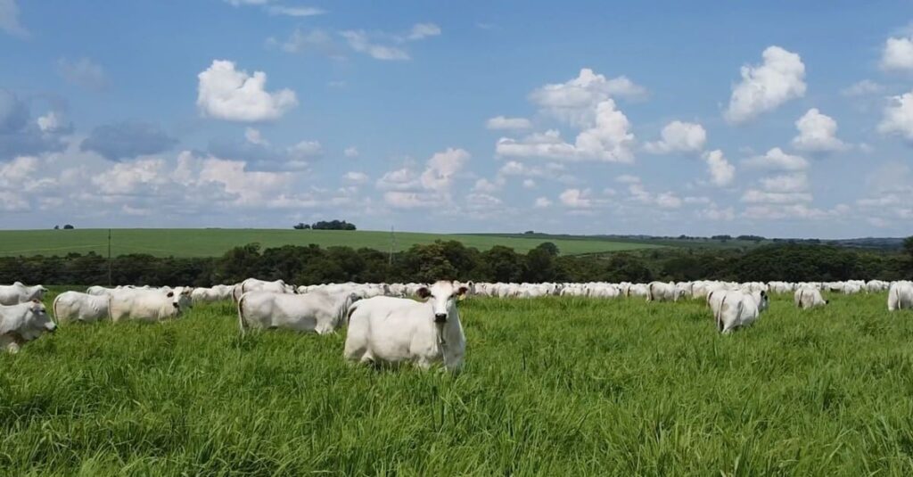 Pasto e silagem ideais para tornar sua fazenda uma fábrica de superprecoces com 20@