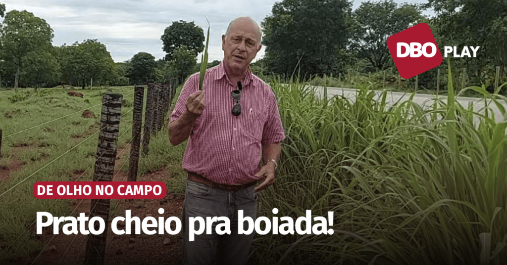 Sucesso do capim Andropogon depende de um bom manejo • Portal DBO