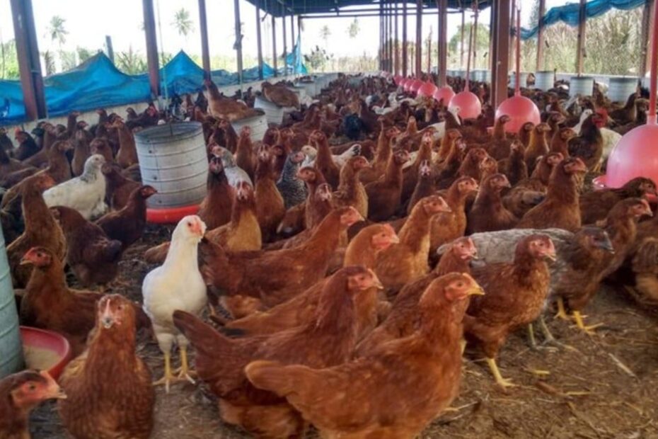 Rota da Avicultura Caipira gera renda e emprego para avicultores do Nordeste