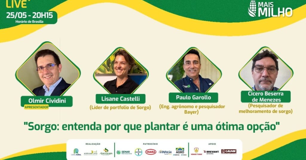 entenda por que plantar sorgo é uma ótima opção