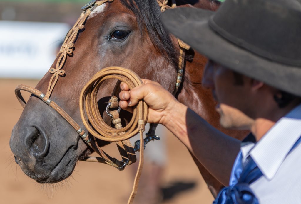 Oeste Catarinense abre seletivas morfológicas do Cavalo Crioulo no ano