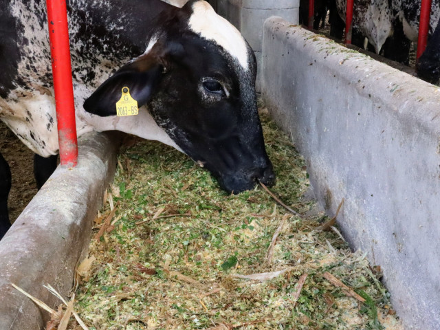 Vacas de leite da propriedade que possui área irrigada no perímetro irrigado. Empreendimento ministra silagem de milho irrigado com Capiaçu picado, duas vezes por dia