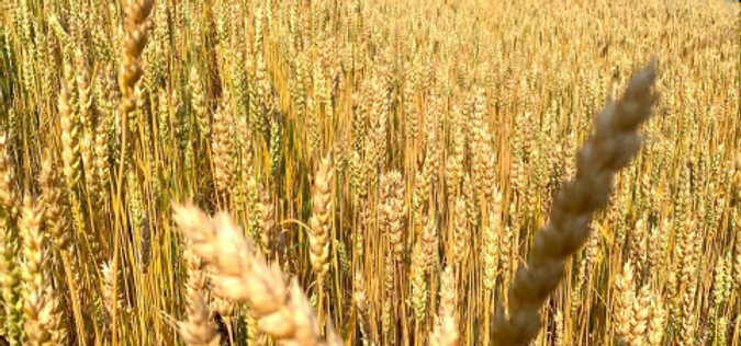 Pesquisas da Epamig sobre cultivar de trigo para silagem apresentam resultados promissores