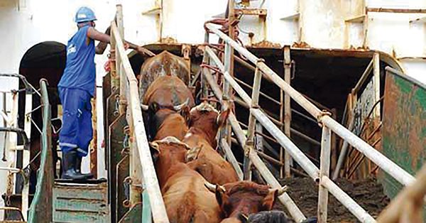 Cresce a demanda por gado vivo brasileiro • Portal DBO