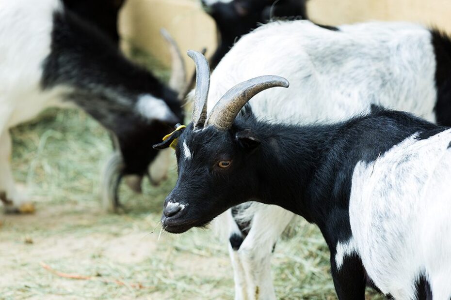 Egito abre mercado para carnes de ovino e caprino do Brasil • Portal DBO