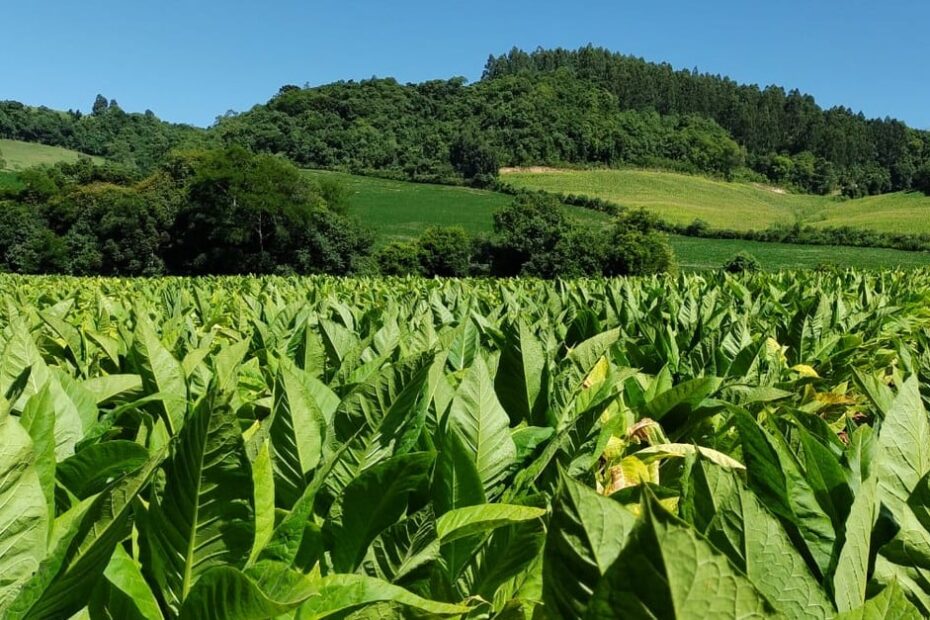 Empresas querem auxiliar 12 mil produtores de tabaco no sul