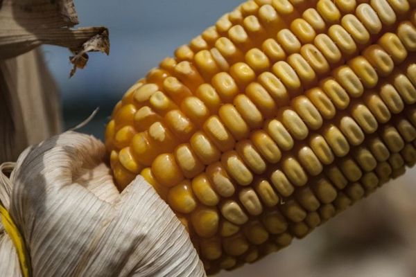 Produtores rurais podem encomendar sementes de milho e sorgo para safra 2023-2024