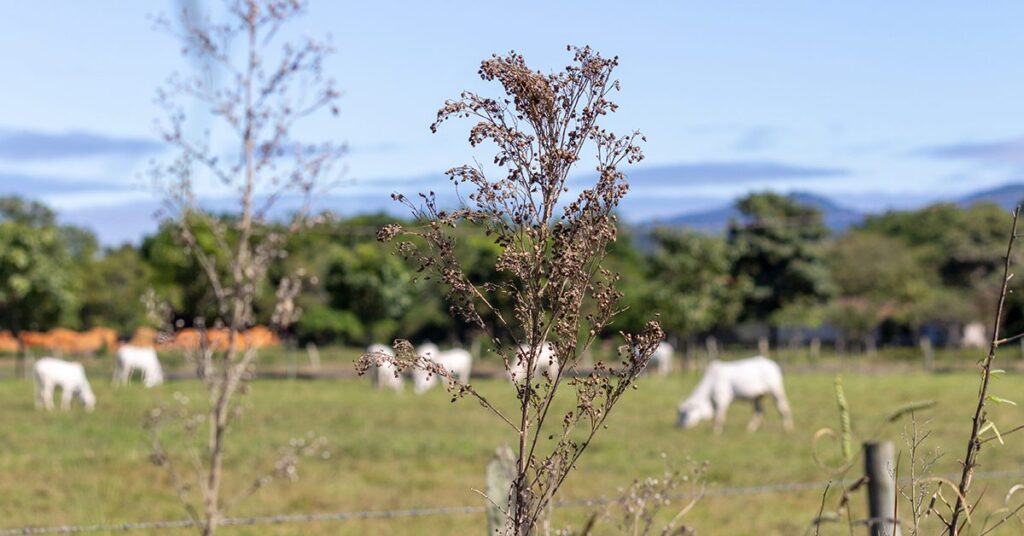 Projeto autoriza produtor rural a explorar áreas onde a vegetação nativa se recompôs • Portal DBO