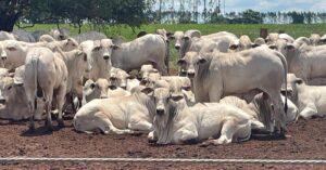 Primeira fazenda carne carbono neutro do Brasil volta a despontar em abate no MS