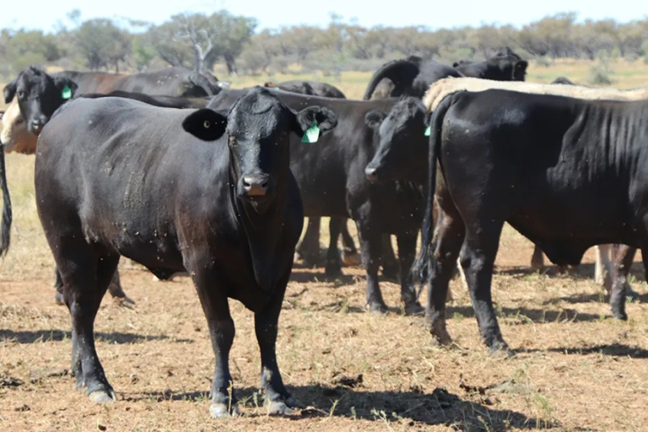 Fazendeira tem vacas roubadas e oferece recompensa de R$ 50 mil para quem encontrá-las | Boi