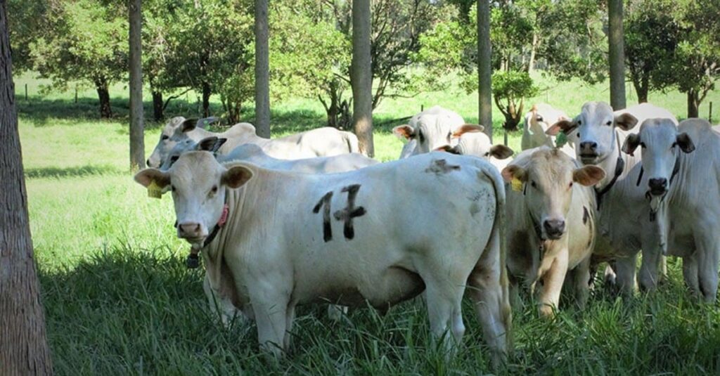 Calor? Nem pensar! ILPF garante conforto térmico ao gado e aumenta produtividade