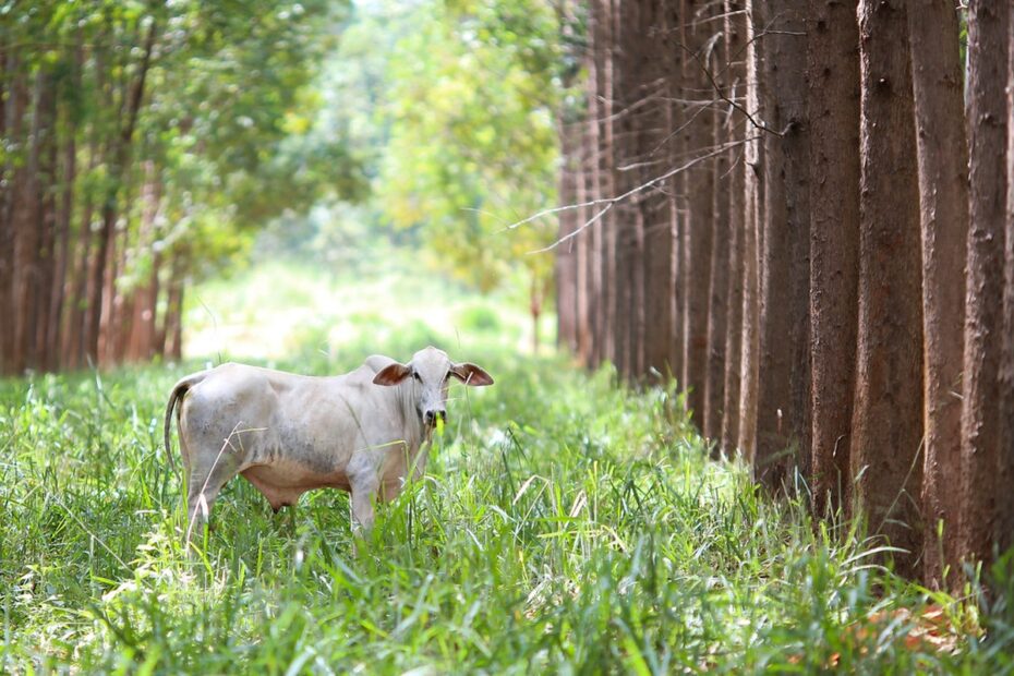 Sistema de integração lavoura-pecuária-floresta: benefícios que extrapolam as propriedades | EP Agro