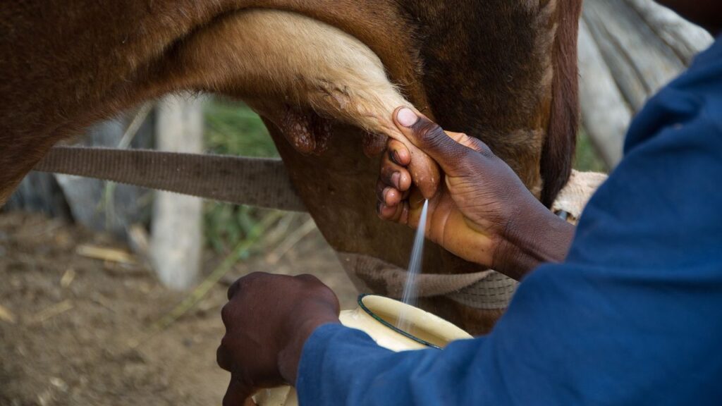 Beber leite de vaca natural e não processado faz mal para a saúde?