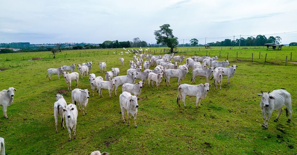 Portaria do Mapa reconhece nacionalmente 16 estados e o DF como áreas livres de febre aftosa sem vacinação • Portal DBO