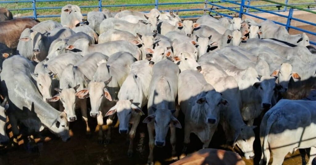 Boiada castrada e pantaneira! Animais chegam a 23@ no interior de MS