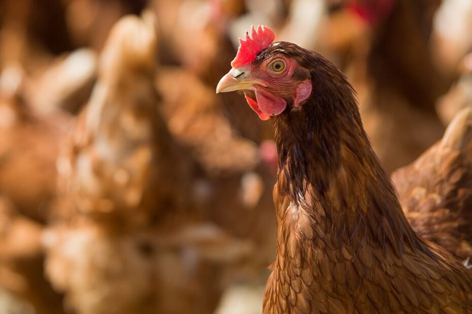 tensão no Mar Vermelho preocupa setor avícola nacional • Portal DBO