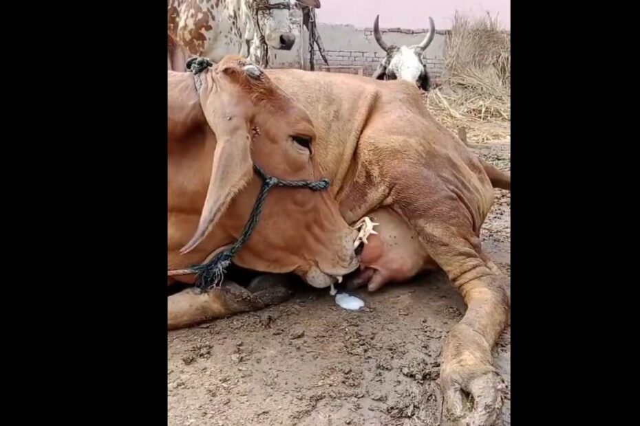 Vídeo intrigante: vaca aparece deitada mamando seu próprio leite