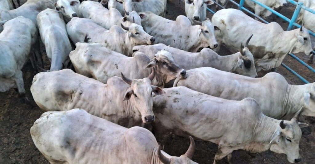 Vacada Nelore bem pesada chama a atenção com acabamento de gordura ideal em MT