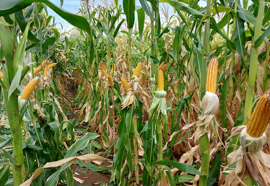 Novas cultivares de sorgo e de milho com elevado potencial produtivo chegam ao mercado – O Presente Rural