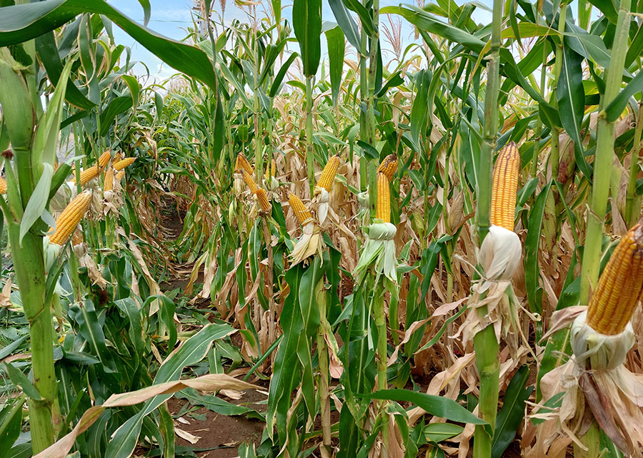 Novas cultivares de sorgo e de milho com elevado potencial produtivo chegam ao mercado – O Presente Rural