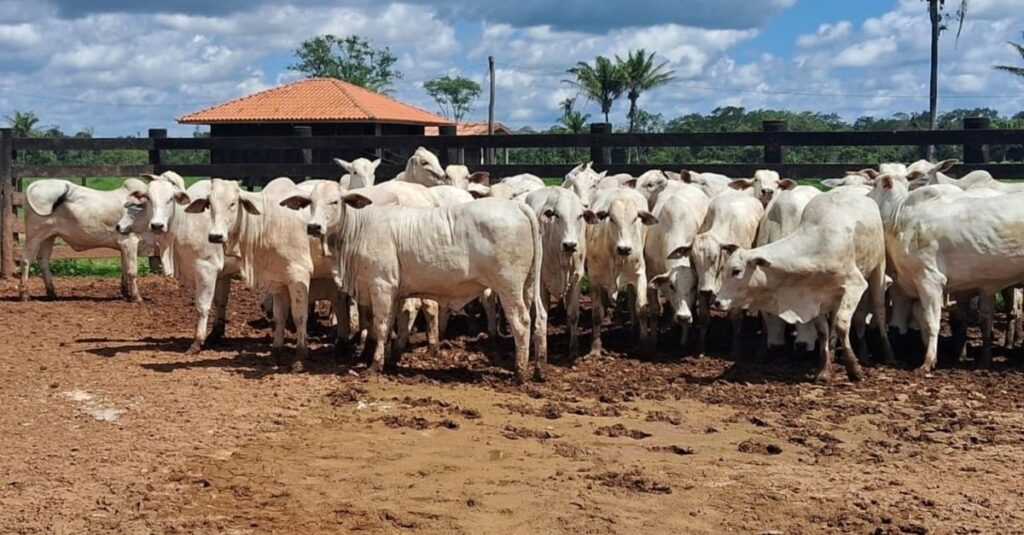 Novilhada zero dentes lota curral com acabamento exemplar em Mato Grosso